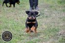 Rottweiler de vanzare