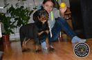 Pui Rottweiler cu pedigree de vanzare