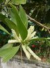 Acacia mangium