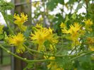 Canary creeper-Tropaeolum peregrinum....