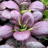 pak choi ruby F1