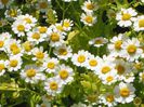Spilcuta-Tanacetum parthenium