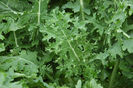 Varza kale russian white.
