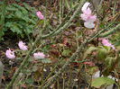 DSCN5513