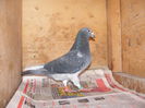 Picture 013