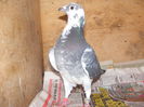 Picture 015