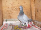 Picture 018