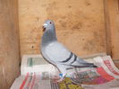 F.2012 2 CLASARI MARATON.