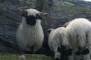 Oi Blacknose frumoase