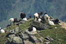 Walliser la odihna pe munte