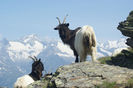 Walliser pe varful muntilor