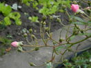 DSCN5635