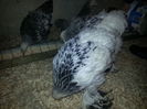 Brahma Herminat Deschis - 3 luni