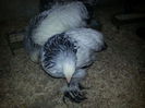 Brahma Herminat Deschis - 3 luni
