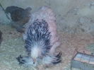 Brahma Herminat Deschis - 3 luni