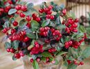 Gaultheria procumbens