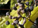 hovenia fructe