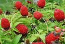 rubus fructe