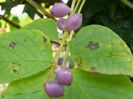 Sinofranchetia chinensis