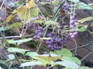 Sinofranchetia chinensis1