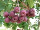 sorbus