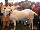 Tap Bakra alb