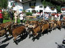 Capre de lapte in St.Ulrich Austria