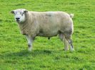 Berbec Texel gras