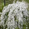 Exochorda x macrantha The Bride