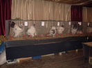 SDC15231