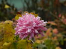 DSCN5693