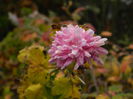 DSCN5694