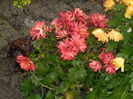 DSCN5696