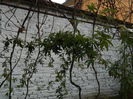 DSCN5698