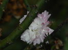 DSCN5705