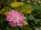 DSCN5711