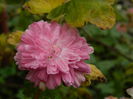 DSCN5712