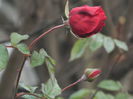 DSCN5713