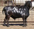 Berbec Meatmaster grasun