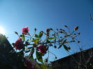 DSCN5914