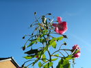 DSCN5919