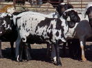 Berbeci Meatmaster-76