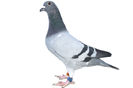 pigeon air port team