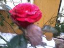 2014-12-02 15.29.59
