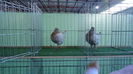 DSC03985