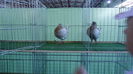 DSC03986