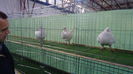DSC04011