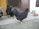 DSCF0346