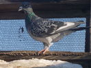 DSCN1676