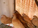 DSCN8214